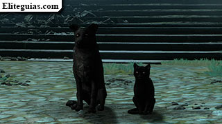 Gato y Perro