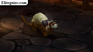 Ferret