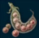 Alubia cosse