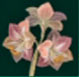 Amarilis durmiente