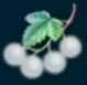 Ar&aacute;ndano blanco