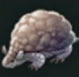 Armadillo roca