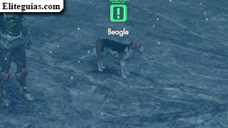 Beagle
