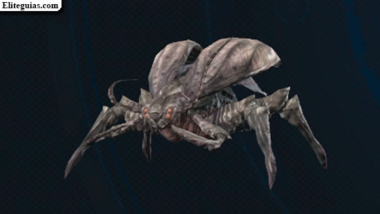 Blatta ogro