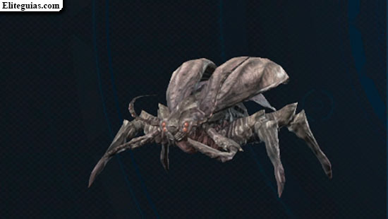 Blatta oscura