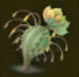 Cactus myuena