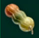Calabac&iacute;n beagflea