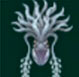 Calamarusa