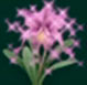 Cattleya ch&iacute;a
