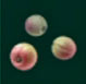 Ciruela agria