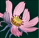 Cosmos sekka