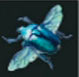 Escarabajo chaochao