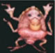 Escarabajo impostor