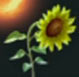 Girasol apocado