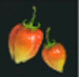 Guayaba socha