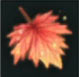 Hoja katoana