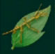 Insecto palo com&uacute;n