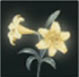Lirio noran