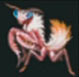 Mantis madama