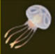 Medusa continental