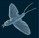 Mosca umbría