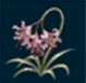 Nerine dulce