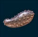Pepino de arena