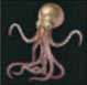 Pulpo suka