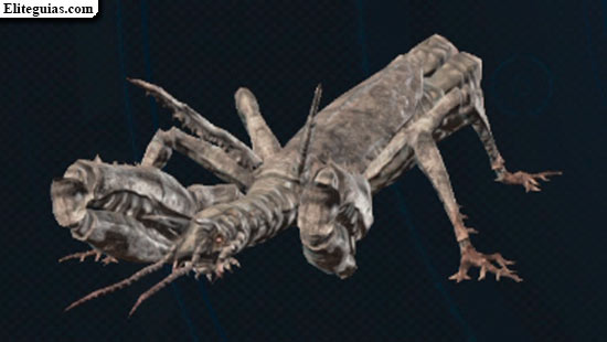 Thallus solitario