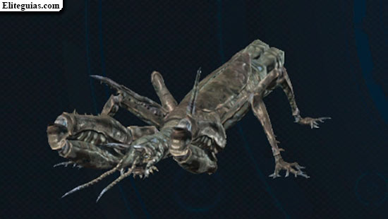 Thallus taimado