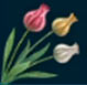 Tulip&aacute;n poron