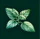 Yerba sona
